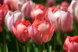 Fototapeta Tulipany - tulip