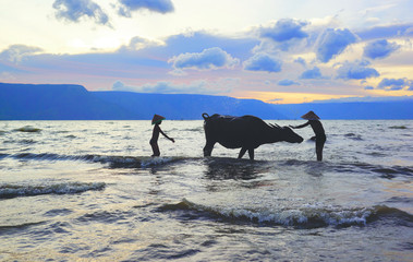 Two Indonesian boys washing their cow with ocean water to clean their cow at sunset in the ocean on the beach.