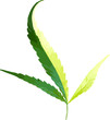 Two-color vector illustration of cannabis leaves