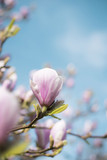 Fototapeta Kwiaty - Magnolia