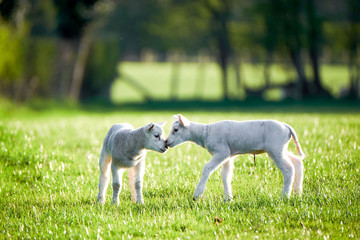 Wall Mural - spring Lambs in countryside in the sunshine, brecon beacons national park