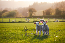 Spring Lambs In Countryside In The Sunshine, Brecon Beacons National Park