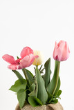 Fototapeta Tulipany - Closeup macro pink tulip flower isolated over white background