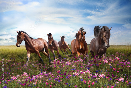 Obraz w ramie Horses quickly jump on a flowering meadow