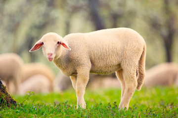 Wall Mural - Lamb grazing on green grass meadow