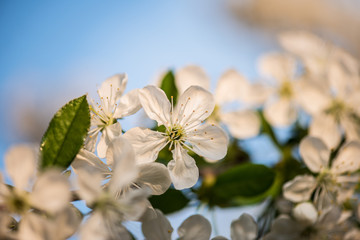 Sticker - Blooming garden. Close-up flowers on tree against blue sky. Spring concept.