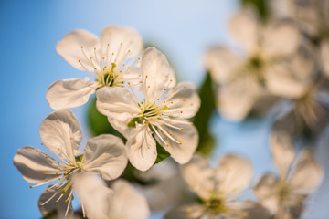 Canvas Print - Blooming garden. Close-up flowers on tree against blue sky. Spring concept.