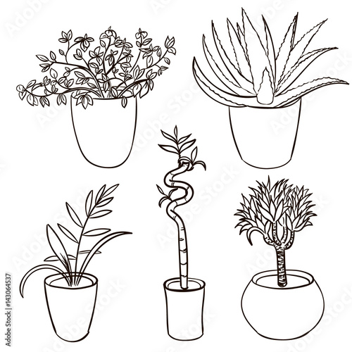 Sketch House Plant Drawing I Recently Mentioned How I Only Seem To sketch-house-plant-drawing-i-recently-mentioned-how-i-only-seem-to