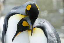 Close-up Of King Penguin Looking At Camera