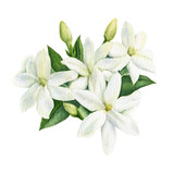 Watercolor illustration of white Jasmine flowers with leaves and buds