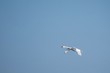 Single swan flies with clear sky in background