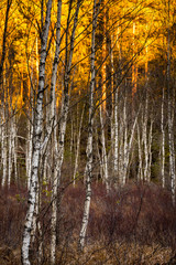  Autumn birch trees at Tyresta National Park in Stockholm, Sweden