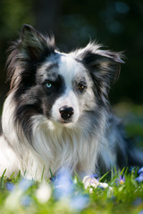 Wall Mural - Border Collie in Frühlingswiese