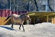 © butus - Коричневая лошадь бежит по песке