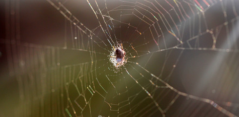 brown spider on a web close up