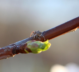 Wall Mural - brown spider close up on a cherry twig
