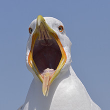 Closeup Yellow-legged Gull (Larus Michahellis) View From Front With The Large Open Beak In The Blue Sky Background In Italy