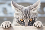 Fototapeta Tulipany - Angry cat looks in front.