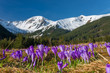 Tatra mountains, Poland, crocuses in Chocholowska valley, spring