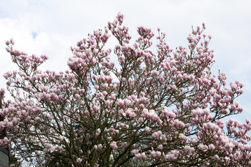 beautiful tree with flowers and background sky