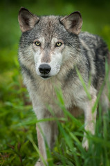  Grey Wolf (Canis lupus) Looks Forward