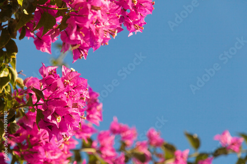 Fotografía Frame of pink bougainvillea flowers on blue sky background.
