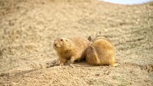 Two Prairie Dogs Sitting Next To Each Other