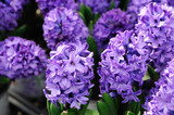 close up on purple hyacinth flower in spring