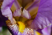 Close Up Of Yellow Bearded Lavender Iris
