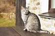 Grey domestic tabby cat sitting on a wooden table on a spring sunny day watching something, waiting, green grass and stone village house with a window in the background