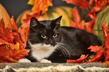 Black Cat With Orange Pumpkins And Autumn Leaves