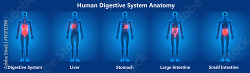Fotomural Human Digestive system Anatomy