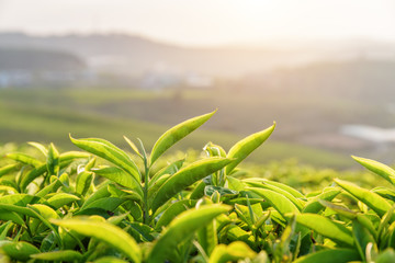 Closeup view of young bright green tea leaves at sunset