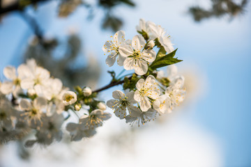 Canvas Print - Blooming garden. Close-up flowers on tree against blue sky. Spring concept.