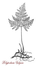 Vintage Engraving Of Polypodium Vulgare Or Common Polypody, Fern Growing In Shaded Locations, Used In Traditional Cooking For Its Sweet Taste And In Traditional Herbal Medicine