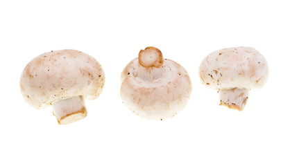 Wall Mural - White mushrooms champignons