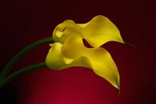 Two Yellow Calla Lily Flowers Shot In Studio On A Red Background