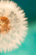 white dandelion flower with seeds in springtime in blue turquoise abstract backgrouds