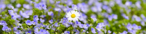 bunte-blumenwiese-im-fruhling-mit-vergissmeinnicht-und-ganseblumchen