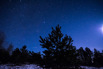 Wall Mural - Winter night scene. Pine trees and stars.