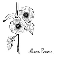 Alcea Rosea Flower Botany Illustration