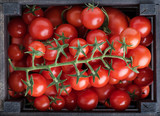 Fototapeta Dmuchawce - Wooden box with fresh cherry tomatoes. Cherry tomatoes. 