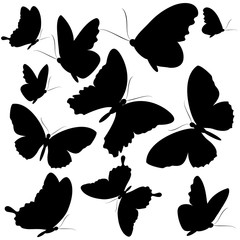 black butterfly, isolated on a white