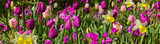 Fototapeta Tulipany - Pink tulips background.