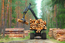 The Harvester Working In A Forest. Harvest Of Timber. Firewood As A Renewable Energy Source. Agriculture And Forestry Theme. 