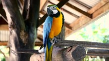 Blue Yellow Or Golden Color Macaw Parrot, Ara Ararauna.