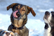 Portrait von einem Mischlings Hund, der sich über die Nase schleckt im Vordergrund unscharf die Schnauzen von zwei weiteren Hunden