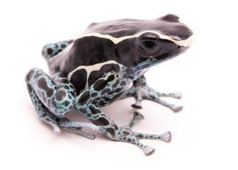 Wall Mural - Male deying poison dart frog, Dendrobates tinctorius powder blue. A beautiful small exotic aniaml from the Amazon jungle in Suriname. Isolated on a white backgorund.