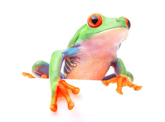 Wall Mural - Red eyed tree frog from the tropical rain forest of Costa Rica and Panama. A cute funny exotic animal with vibrant eyes isolated on a white background. ..