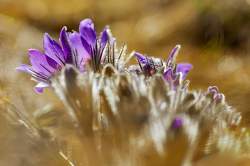 Beautiful purple pasque flower in yellow hay at sunny spring day